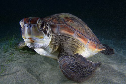 Green turtle posing for me. by Miguel Cortés 
